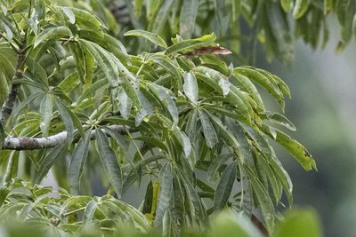 Ceiba pentandra, photographed by Kristof Zyskowski
