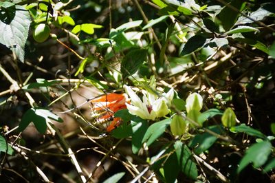 Passiflora aurantia, photographed by Isaiah Findley