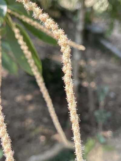Lithocarpus glaber, photographed by Yj