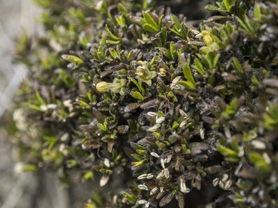 Coprosma petriei, photographed by Cara-Lisa Schloots