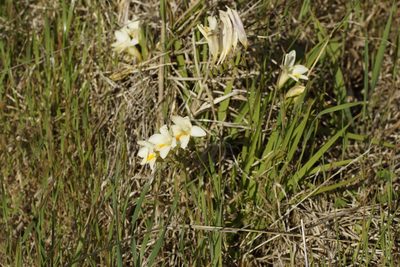 Freesia leichtlinii, photographed by Rod Lowther