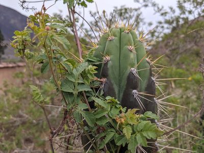 Trichocereus cuzcoensis, photographed by Zoltán Stekkelpak