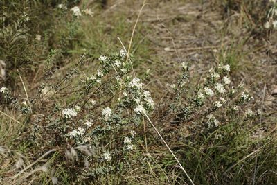 Pimelea glauca, photographed by Rod Lowther