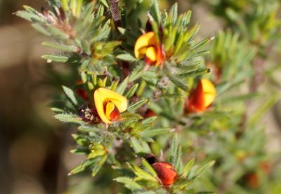Pultenaea tenuifolia, photographed by Rod Lowther