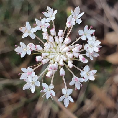 Trachymene incisa, photographed by ronavery