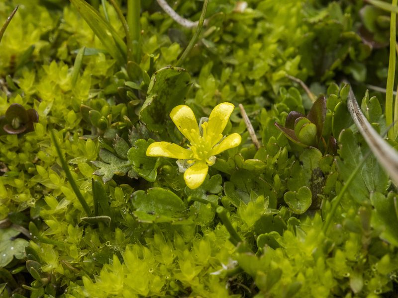 Ranunculus maculatus, photographed by Cara-Lisa Schloots