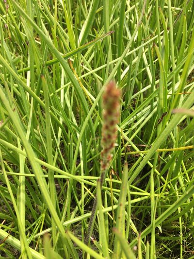 Plantago gaudichaudii, photographed by Ayesha Burdett