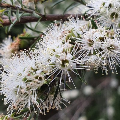 Kunzea ambigua, photographed by ronavery