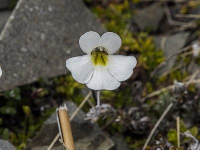 Ourisia caespitosa, photographed by Cara-Lisa Schloots