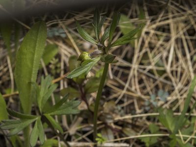 Anemonastrum tenuicaule