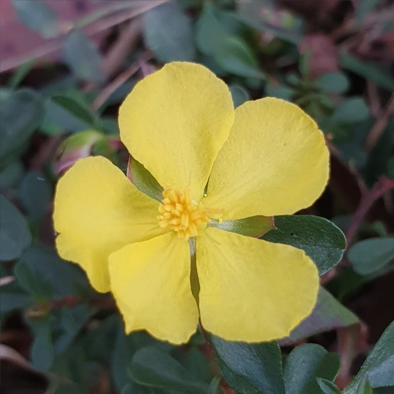 Hibbertia diffusa, photographed by ronavery