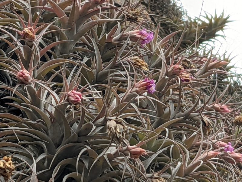Tillandsia nana, photographed by Zoltán Stekkelpak