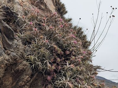 Tillandsia nana, photographed by Zoltán Stekkelpak