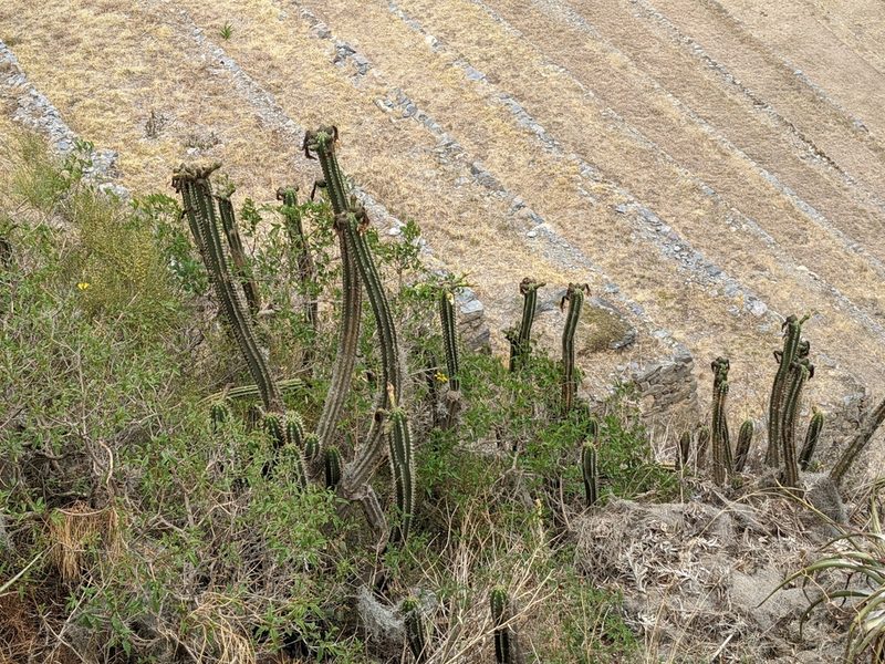 Trichocereus cuzcoensis, photographed by Zoltán Stekkelpak
