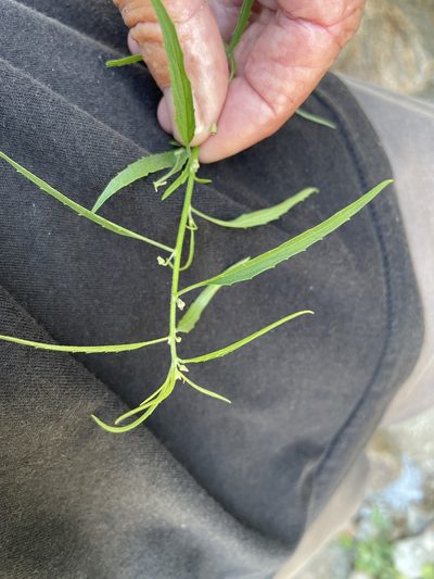 Hybanthus fruticulosus, photographed by Jim Riley