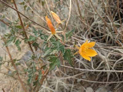 Mentzelia scabra, photographed by Zoltán Stekkelpak