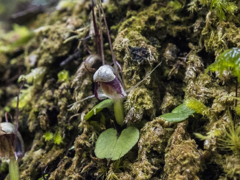 Corybas vitreus, photographed by Cara-Lisa Schloots