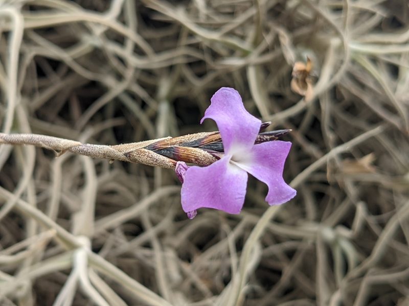 Tillandsia paleacea, photographed by Zoltán Stekkelpak