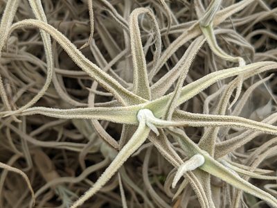 Tillandsia paleacea, photographed by Zoltán Stekkelpak