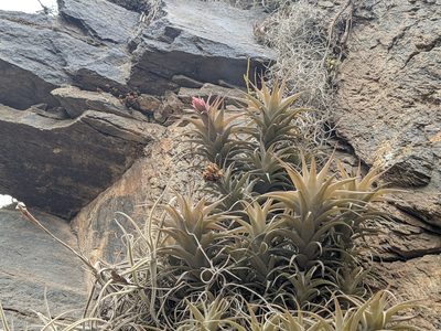 Tillandsia nana, photographed by Zoltán Stekkelpak