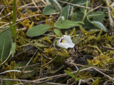 Mazus radicans, photographed by Cara-Lisa Schloots