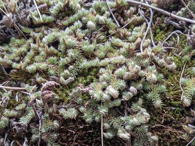Selaginella peruviana, photographed by Zoltán Stekkelpak