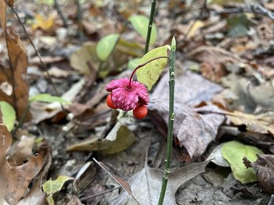 Euonymus obovatus, photographed by Kathleen Houlahan Chayer