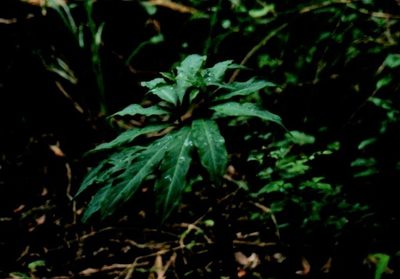 Arisaema thunbergii, photographed by Jason Hernandez