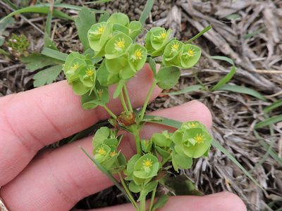 Euphorbia longicruris, photographed by Sam Kieschnick