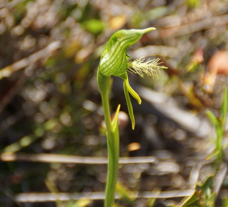 Pterostylis unicornis, photographed by Rod Lowther