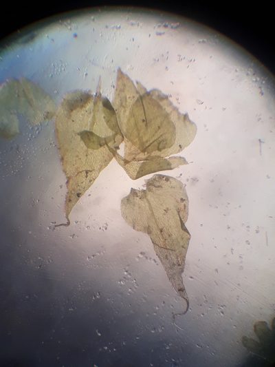 Papillaria nitens, photographed by Leon Perrie