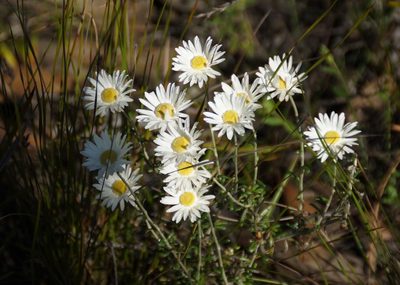 Argentipallium obtusifolium, photographed by Rod Lowther
