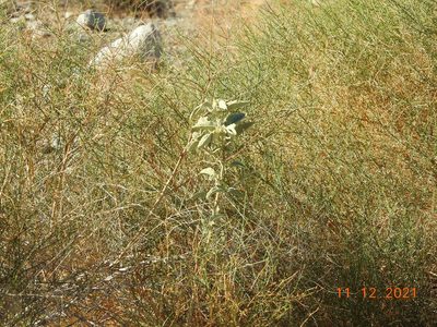 Horsfordia newberryi, photographed by Diana