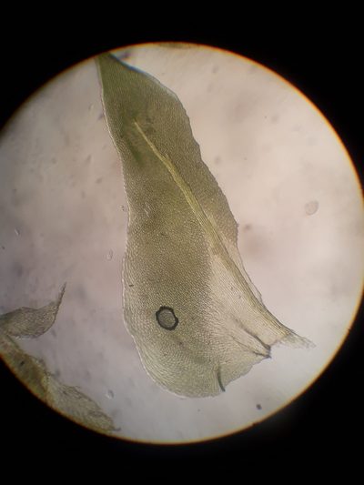 Papillaria flavolimbata, photographed by Leon Perrie