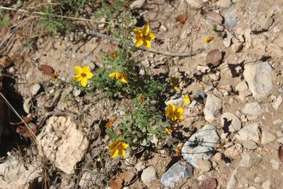 Bidens triplinervia, photographed by José Belem Hernández Díaz