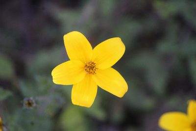Bidens triplinervia, photographed by José Belem Hernández Díaz