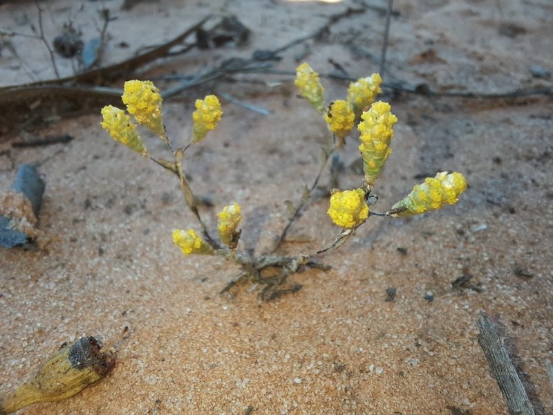 Gnephosis tenuissima, photographed by spacegecko