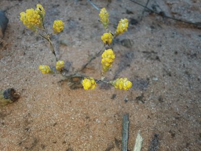 Gnephosis tenuissima, photographed by spacegecko