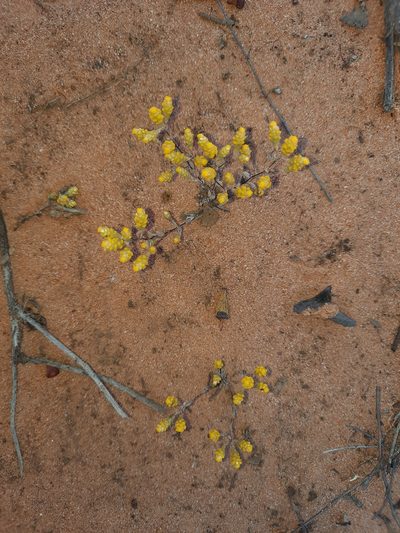 Gnephosis tenuissima, photographed by spacegecko