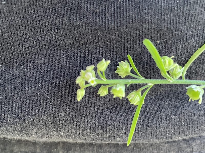 Hybanthus fruticulosus, photographed by Jim Riley