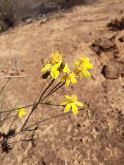 Tricoryne tenella, photographed by spacegecko