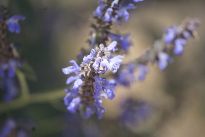 Salvia polystachia, photographed by José Belem Hernández Díaz