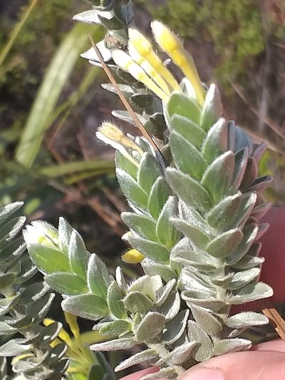 Gnidia anomala, photographed by kevin koen