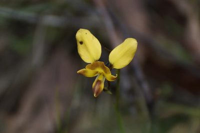 Diuris orientis, photographed by Rod Lowther