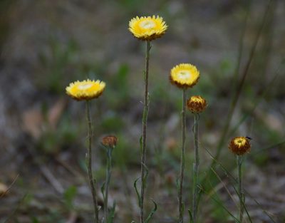 Coronidium scorpioides, photographed by Rod Lowther