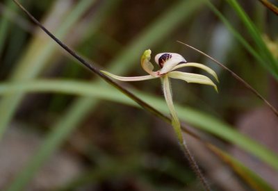 Caladenia cardiochila, photographed by Rod Lowther