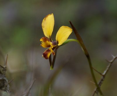 Diuris orientis, photographed by Rod Lowther