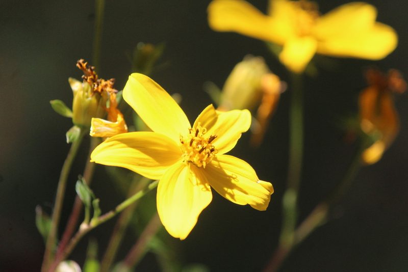 Electranthera mutica, photographed by José Belem Hernández Díaz