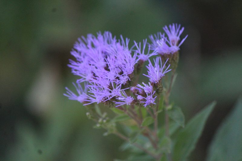 Chromolaena pulchella, photographed by José Belem Hernández Díaz