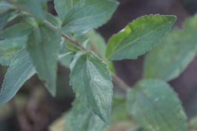 Chromolaena pulchella, photographed by José Belem Hernández Díaz